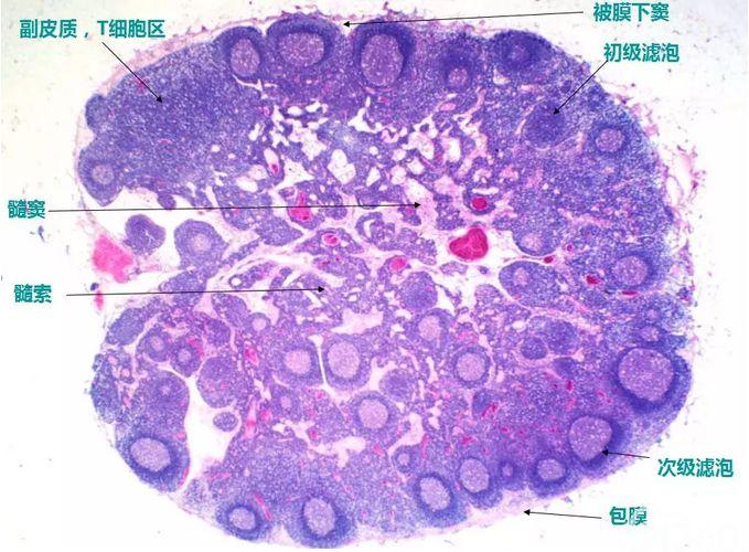 淋巴结的正常组织学