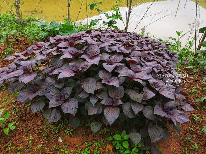 紫苏,夏天的时令香料,颜色越紫越香?许多人误会了,难怪不够香