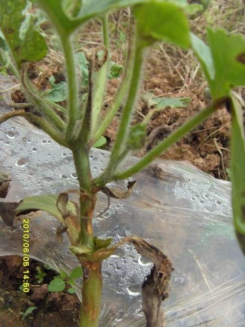 西瓜嫁接部位发部,我地是西瓜老产区 附照片