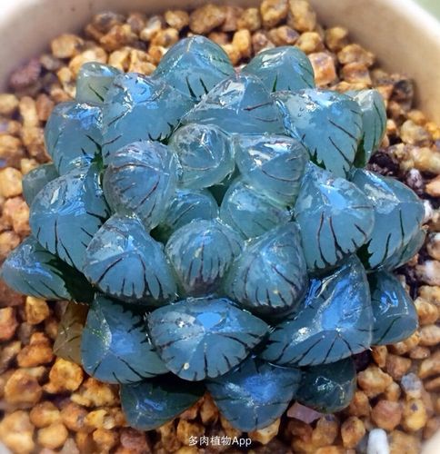 记录:玉露&兔儿