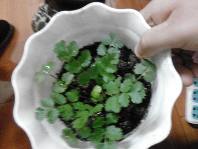 额 我想问下 这是我之前买的樱花种子 然后发芽了 现在看他长得很像