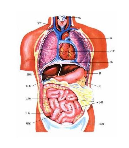 左心房痛是什么病