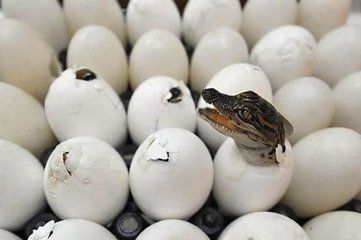 鳄鱼的卵是利用太阳热和杂草受湿发酵的热量进行孵化的.