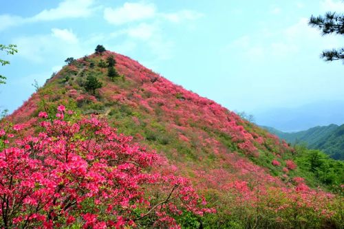 春游江淮请您来最美人间四月天魅力六安邀您来赏花杜鹃花开映山红