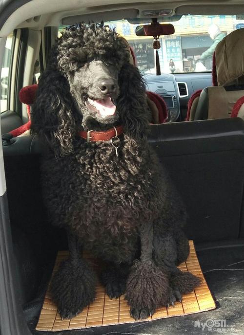 房子拆迁没地方养两只2岁和3岁半成年巨贵母找新家――