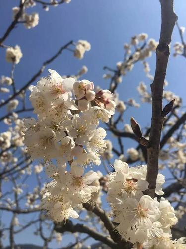 下面奉上今日实拍~ ▽ "二月樱花开 四月樱桃红" 咱攀枝花的樱桃花