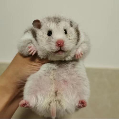 长毛纯银金丝熊蜜色杂银银熊稀有熊类金丝西施其他