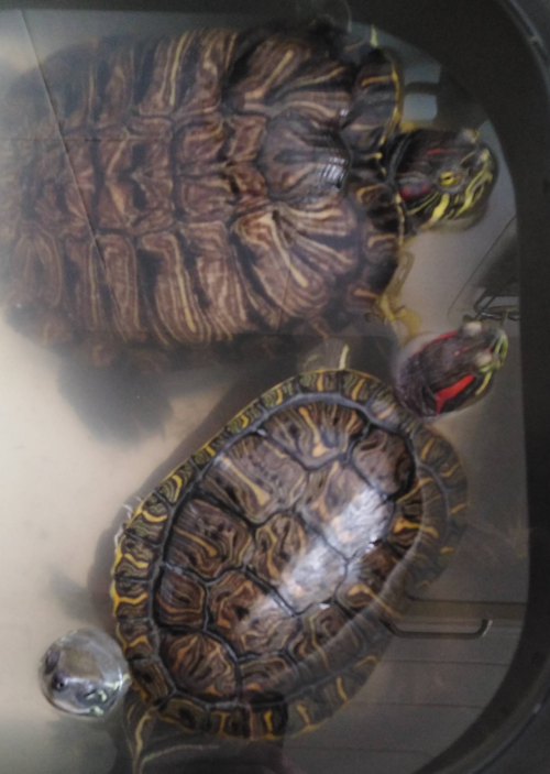 巴西龟喜欢压住本土龟.这不,乍一看,还以为是双头乌龟