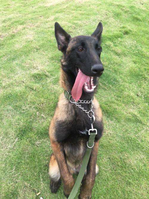 一只二个月的爆红马犬幼崽当前要多少钱