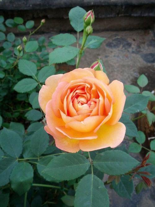 70款常见月季,八大品种分类介绍,内附美图(上)|月季花