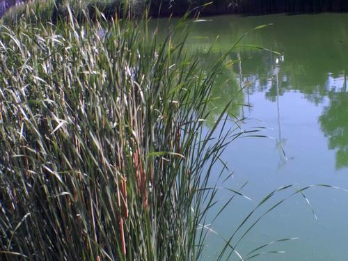 4k池塘水草河水倒影视频