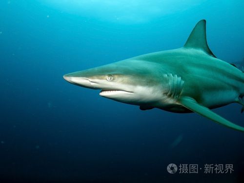 黑鳍鲨(角鲨)