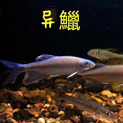 溪流冷水鱼淡水中层凶猛猛鱼长鳍马口鱲鱲观赏鱼鱼