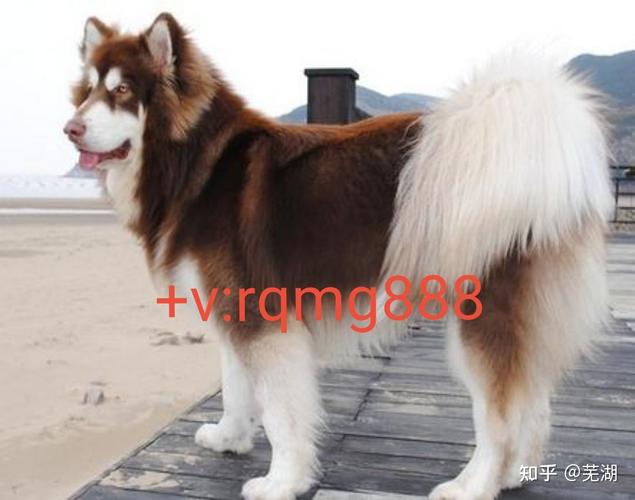 打算养条大型犬狗什么品种好需要准备什么