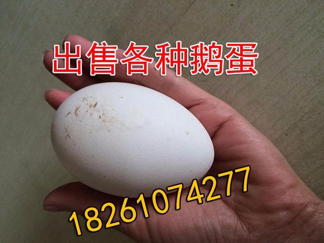鹅蛋批发,受精蛋价格哪有鹅蛋卖