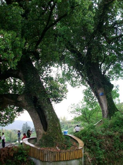 还有参天的阴阳树.