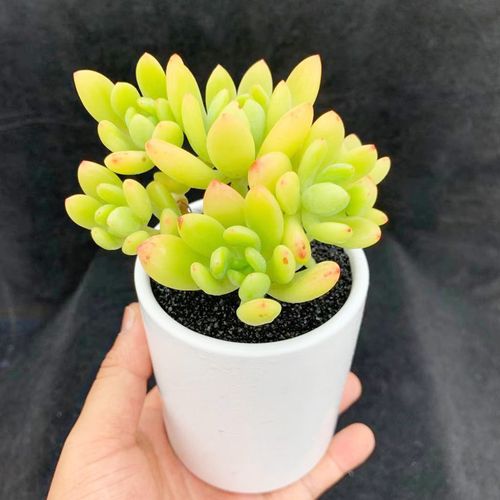 春萌