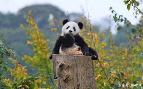 panda滚滚|熊猫驾到!盼达到底是什么神奇的物种