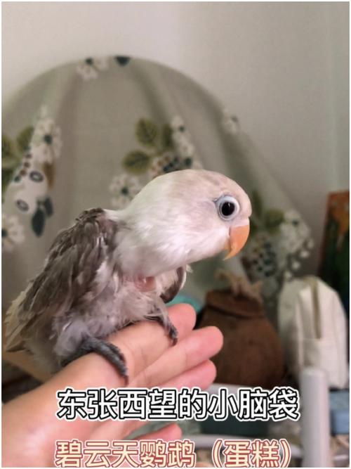 视频版~牡丹鹦鹉成长记录,治疗记录_牡丹_蛋糕_南宁自由行热门攻略