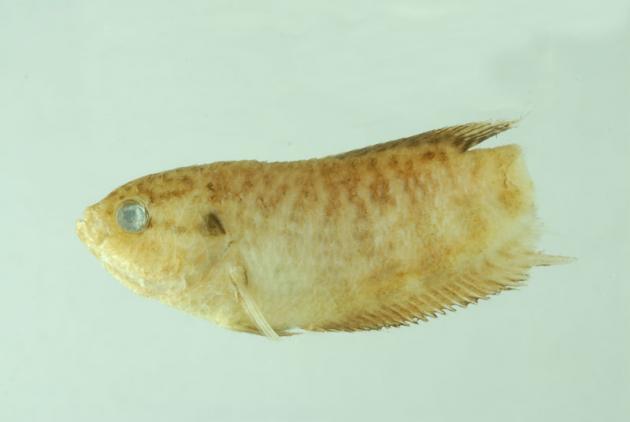 macropodus opercularis (linnaeus, 1758) 三斑菩萨鱼