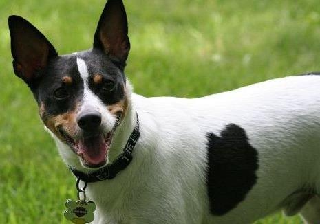 捕鼠梗犬——43千米/小时