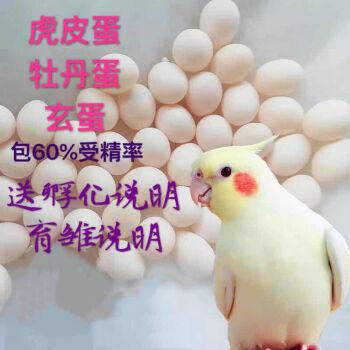 鸟蛋玄凤鹦鹉种蛋虎皮鹦鹉受精蛋受精卵鸟蛋种蛋可人工孵化新手套餐鸟