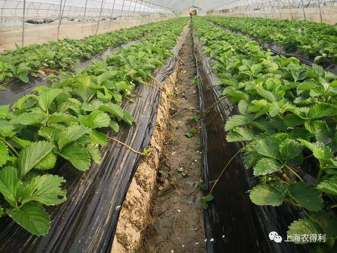 草莓施肥好搭档可滴灌多元高效新型15520狮马复合肥