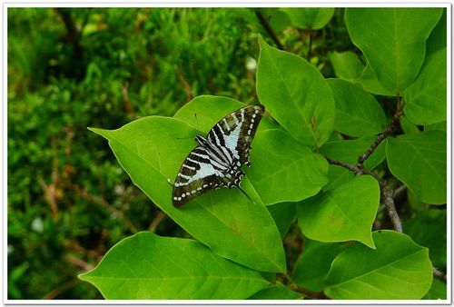 红绶绿凤蝶(pathysa nomius)