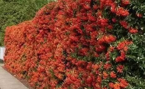 石柱千野草场赏火棘