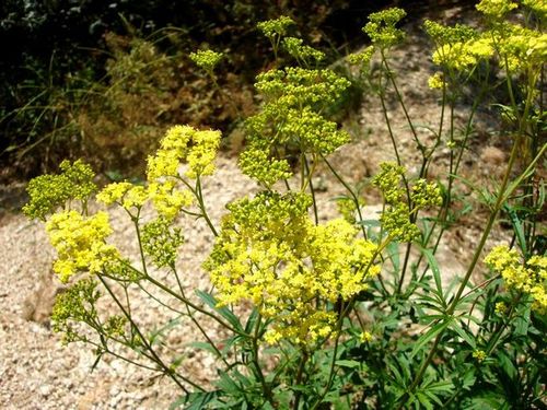 败酱科败酱属 黄花败酱 (686×514)