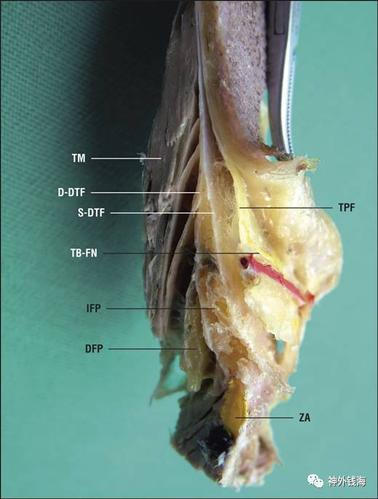 皮下组织:滑车上神经血管及眶上神经血管的浅支,走形于额部的颞浅血管