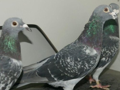 【鸽药头条】三分钟:了解信鸽"干瘦病"-《戈博士》鸽药-中国信鸽信鸽