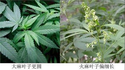 火麻花简笔画