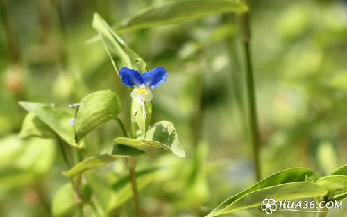 鸭跖草图片_草本花卉图片_36花卉网