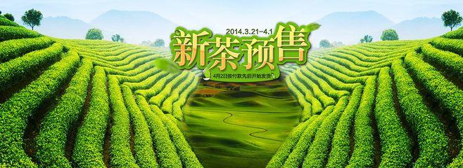 新茶预售