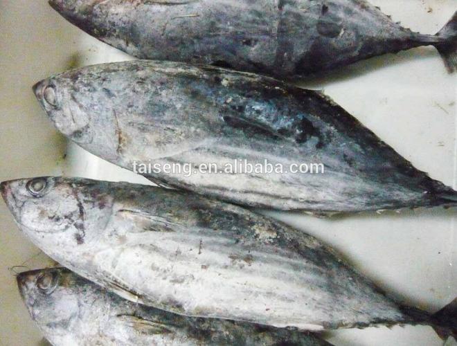 frozen skipjack,全圆形 iqf bullet tuna