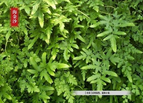 【引用】中药百草图-一百种常见中药图片加注释 认识中药植物