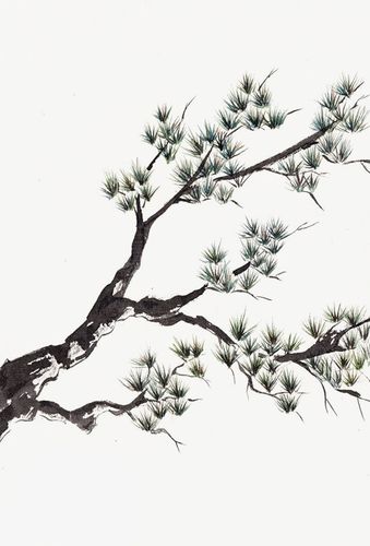 树枝中国风松树