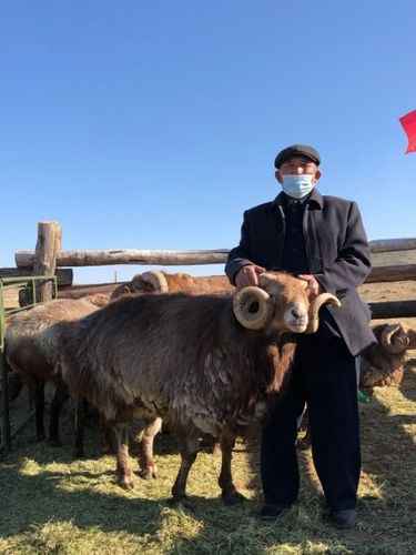 新疆阿勒泰地区福海县百万阿勒泰羊转场文化旅游节盛大开幕