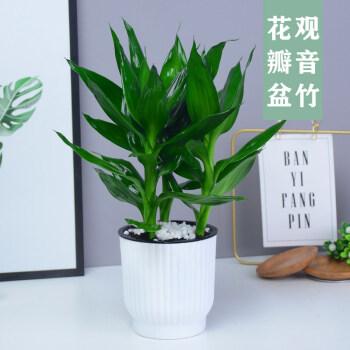观音竹富贵竹水培植物盆栽室内办公室客厅转运竹绿植带花盆节节高 鱼