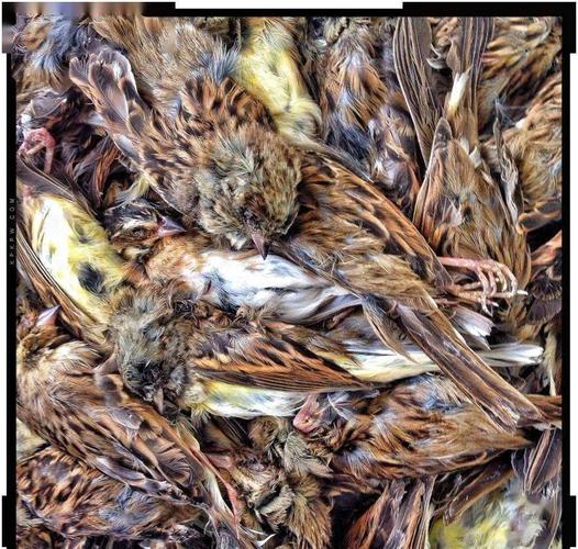 捕捉麻雀也判刑!河源男子将面临9个月牢狱之灾.