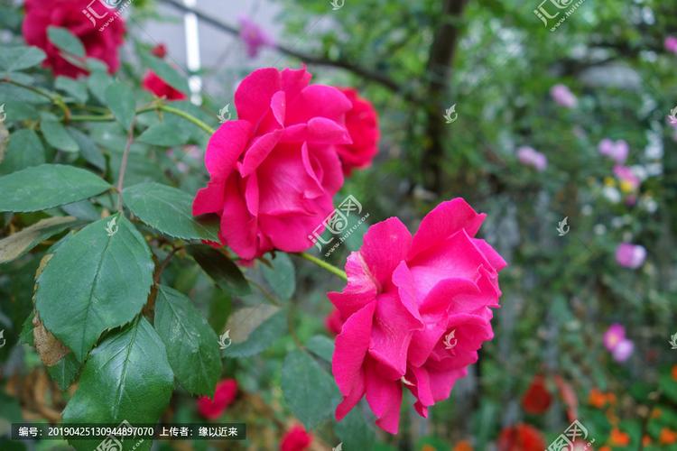[正版商业] 月季花