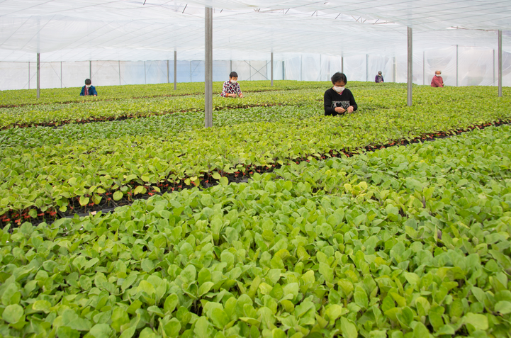 广安市蔬菜工厂化生产车间  张国盛 摄