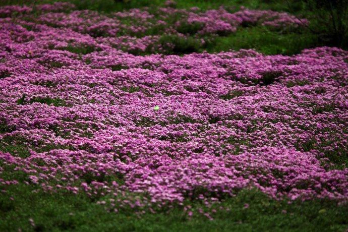 [转载]针叶福禄考～丛生福禄考