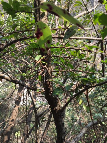 请问这种带刺的是什么树