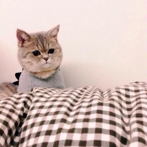 猫咪头像