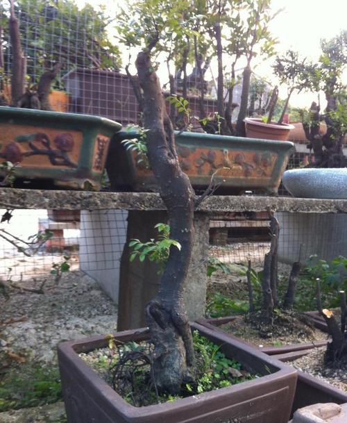大量供应黑骨茶盆景 黑骨香 黑檀树苗 新会原产地 可零可批