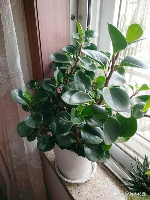 豆瓣绿也被称作"吸烟鬼",这种植物有一个典型的特点,就是它的叶片翠绿