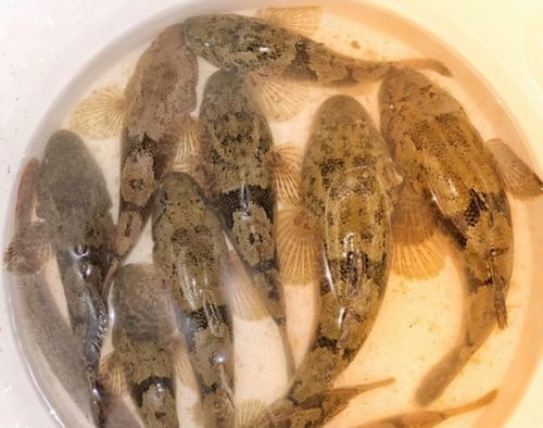 我们叫它"石头鱼",曾被用来喂鸭子,如今"一金难求"