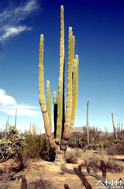 世界上最大的仙人掌图片大全